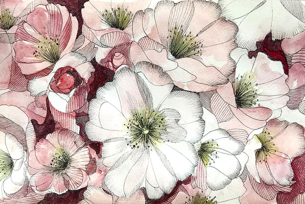 drawing of cherry blossoms